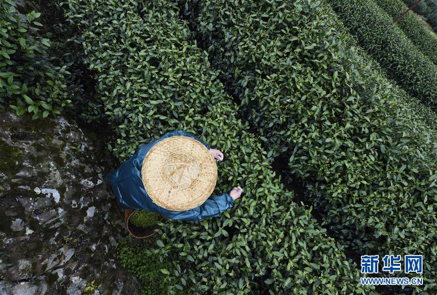 哈尔滨wx新茶怎么选?新手避坑指南 真实品鉴报告,哈尔滨新茶微信群